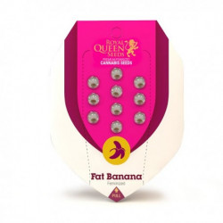 FAT BANANA Féminisées - Royal Queen Seeds