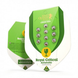 ROYAL CRITICAL Autofloraisons- Royal Queen Seeds