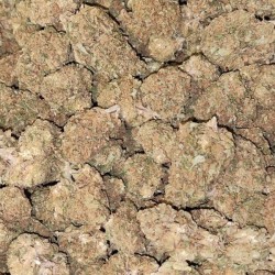 BZ QUEEN CBD Greenhouse - Fleurs de Cannabis CBD